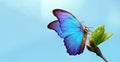 Pastel spring background. bright blue tropical morpho butterfly on a young green leaf on a background of blue sky. symbol of sprin Royalty Free Stock Photo