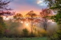 pastel sunrise, with rays of light shining through the trees and highlighting seasonal changes