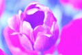 Pastel tone background tulip nature