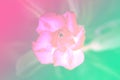 Pastel tone blur backgrounds nature flower