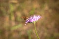 Pastel tones on a brown background purple flower with insectÃ¢â¬â¢s butterfly bow grass and moths