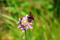 Pastel tones on a brown background purple flower with insectÃ¢â¬â¢s butterfly bow grass and moths