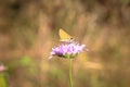 Pastel tones on a brown background purple flower with insectÃ¢â¬â¢s butterfly bow grass and moths