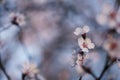 Pastel tones pink Spring blossom macro