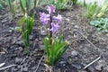 Pastel violet flowers of hyacinth Royalty Free Stock Photo