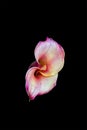 Pastel violet white yellow calla bloom macro on black background, fine art still life color minimalist top view Royalty Free Stock Photo