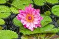 Pastel Water Lily on a Rainy Day Royalty Free Stock Photo