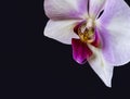 Pastel white violet red orchid blossom and stem macro Royalty Free Stock Photo