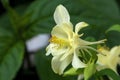 Pastel yellow flower of an aquilegia caerulea kirigami yellow in garden Royalty Free Stock Photo