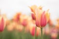 Pastel Yellow and Pink Tulips In Spring Royalty Free Stock Photo