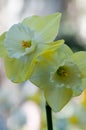 Yellow and white daffodils on white bokuh background Royalty Free Stock Photo