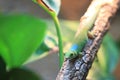 Pasteur day gecko Royalty Free Stock Photo