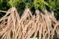 Pastinaca Or Parsnips. Flowering Plant On Local Agricultural Vegetable Market.