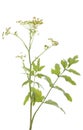 Pastinaca sativa