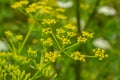 Pastinaca sativa subsp. urens, Pastinaca umbrosa, Apiaceae. Wild plant shot in summer