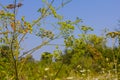 Pastinaca sativa subsp. urens, Pastinaca umbrosa, Apiaceae. Wild plant shot in summer