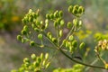 Pastinaca sativa subsp. urens, Pastinaca umbrosa, Apiaceae. Wild plant shot in summer