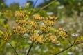 Pastinaca sativa subsp. urens, Pastinaca umbrosa, Apiaceae. Wild plant shot in summer