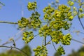 Pastinaca sativa subsp. urens, Pastinaca umbrosa, Apiaceae. Wild plant shot in summer