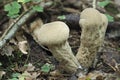 The Pastle Puffball Lycoperdon exipuliforme is an edible mushroom Royalty Free Stock Photo