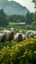 Pastoral beauty, sheep grazing harmoniously, creating a peaceful farm Royalty Free Stock Photo