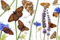 Pastoral composition of Knapweed Fritillary