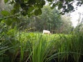 Idyllic pastoral life Royalty Free Stock Photo