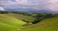 Pastoral hillside with cattle in spring