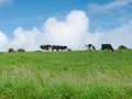 Pastoral landscape, cows graze contentedly on a grass-covered hill Royalty Free Stock Photo