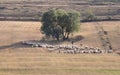 Pastoral scene with flock of sheep