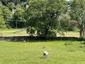 Pastoral Scene in, Kildwick, Keighley, UK