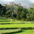 Pastoral scenery