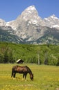 Pastoral sceni of the Tetons