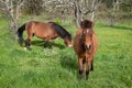 Pastoral Serenity: Horses in the Spring Pasture Royalty Free Stock Photo