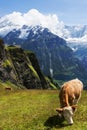 Pastoral splendor in the Swiss Alps Royalty Free Stock Photo