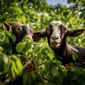 Pastoral Symphony: Goats Savoring Coffee Cherries Beneath Verdant Canopy