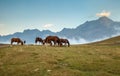 Horses on grassland. Fog and mountains on the background