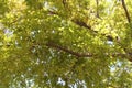 Under Tree Branches Full of Leaves