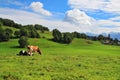 Pastorale in Provence, France