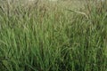 pastoralist recently estimated that exotic RatÃ¢â¬â¢s Tail Grass -Sporobolus species Royalty Free Stock Photo