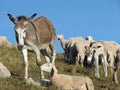 Pastors donkey in great flock with thousands of sheep