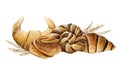 Pastry croissants and cinnamon chocolate braided buns watercolor illustration for breakfast and coffee break designs
