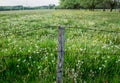 Pasturage in Poland