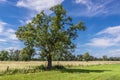 Tree on a summer meadow in Mazowsze, Poland Royalty Free Stock Photo
