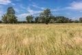 Summer view on a meadow in Poland Royalty Free Stock Photo