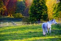 Pasture with autumn leaves in the background and a single horse in the morning light