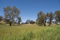 Pasture Barossa Valley, Australia Royalty Free Stock Photo