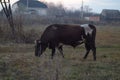 Pasture of a bull Royalty Free Stock Photo