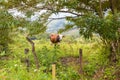 Pasture bull in the hills of Panama