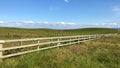 On the pasture in the Cliffs of Moher